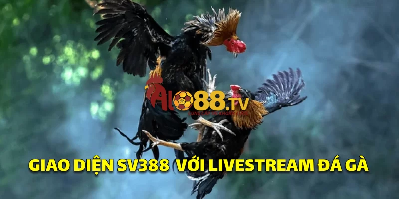 SV388: Nhà Cái Đá Gà Thomo Trực Tuyến Hàng Đầu 1 Trang chủ SV388 hiển thị trận đá gà Thomo livestream sắc nét, dễ dàng đặt cược trực tiếp.
