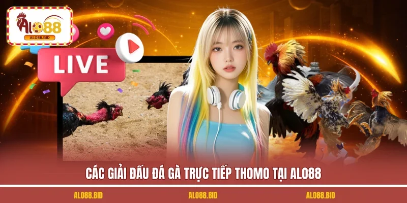 Các giải đấu đá gà trực tiếp Thomo tại ALO88