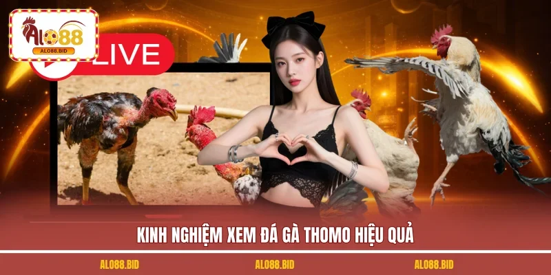 Link Xem Đá Gà Thomo Uy Tín, Không Bị Chặn Tại ALO88 3 Kinh nghiệm xem đá gà Thomo hiệu quả