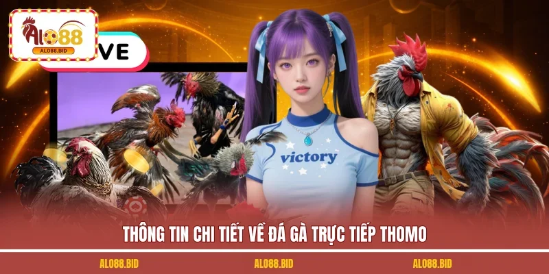 Thông tin chi tiết về đá gà trực tiếp Thomo