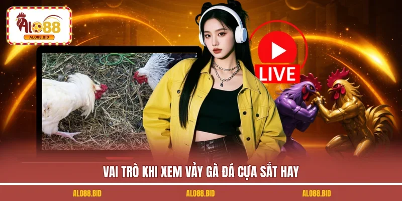 Vai trò khi xem vảy gà đá cựa sắt hay